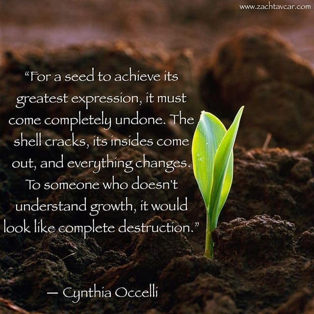 Seed Cynthia Occelli